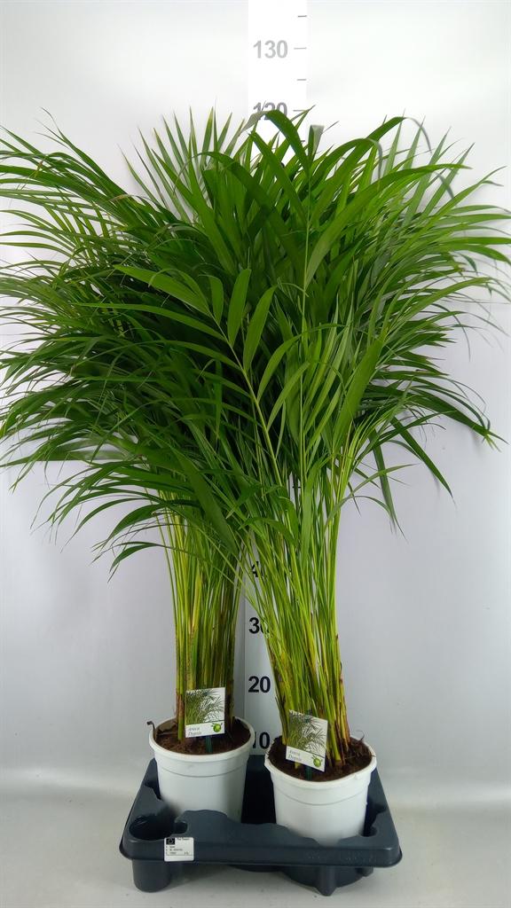 Горшечные цветы и растения оптом Dypsis Lutescens ...chrysalidoca от 2шт из Голландии с доставкой по России