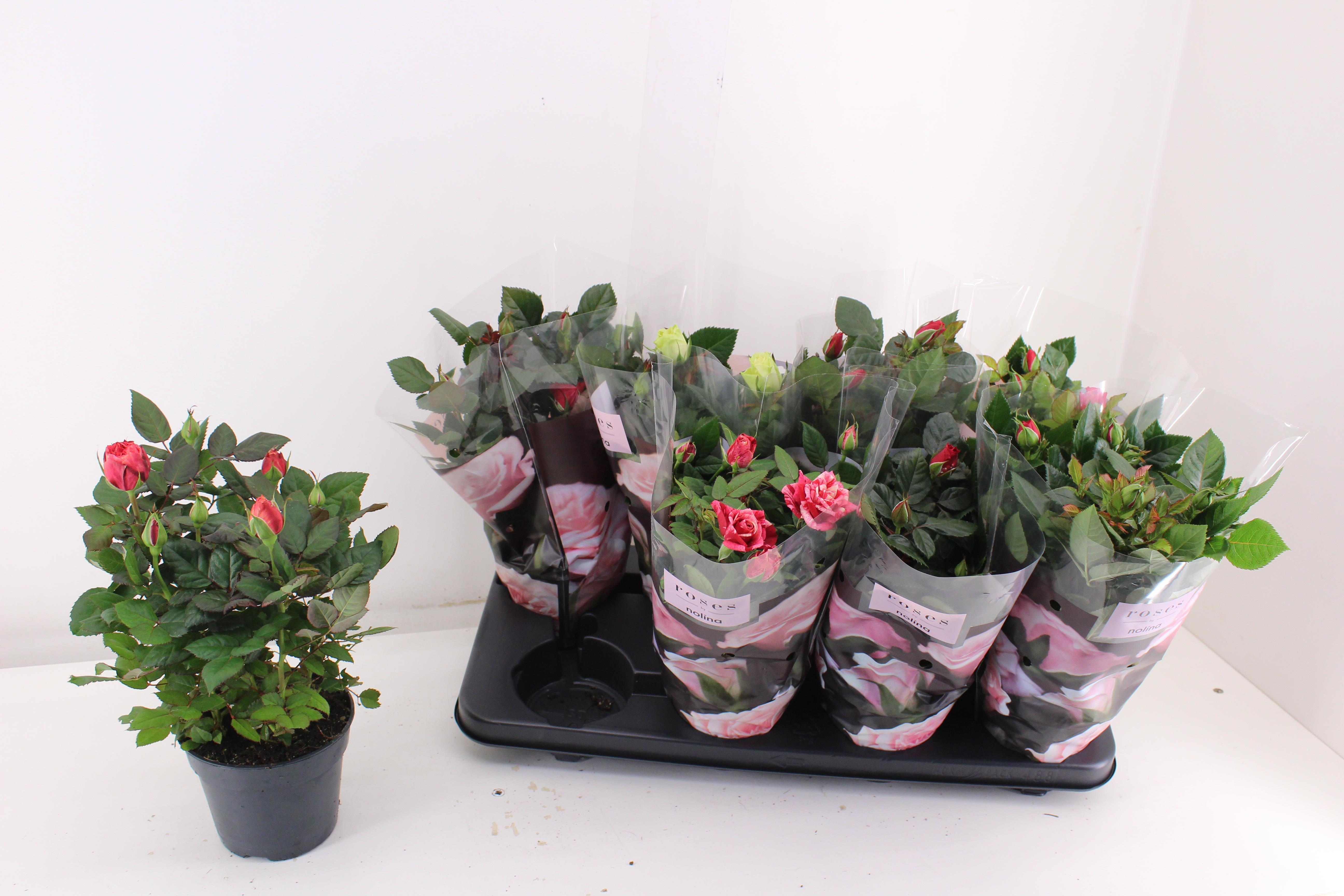 Горшечные цветы и растения оптом Ro Pathit Gem 5 Srt от 8шт из Голландии с доставкой по России