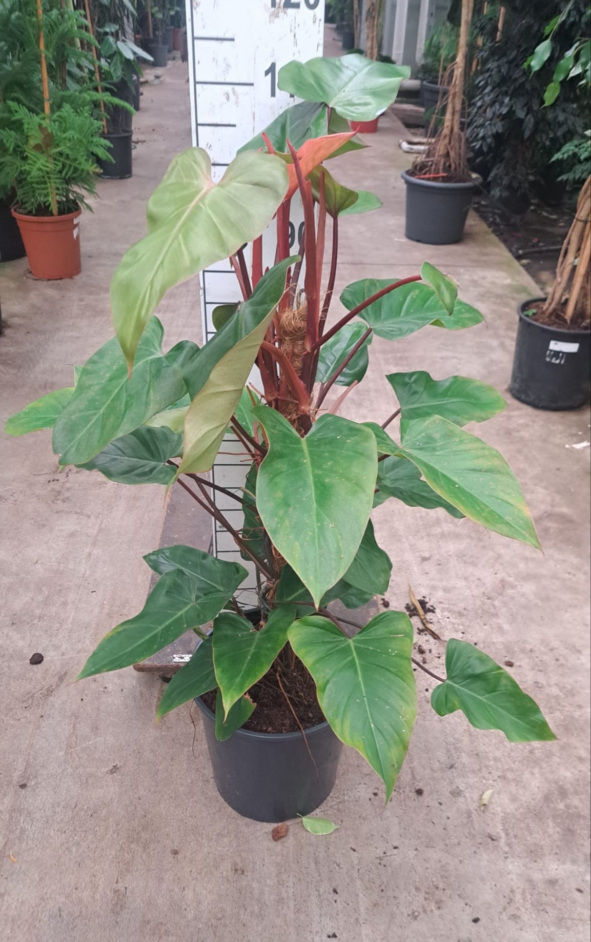 Горшечные цветы и растения оптом Philodendron Red Emerald Mosspole от 1шт из Голландии с доставкой по России