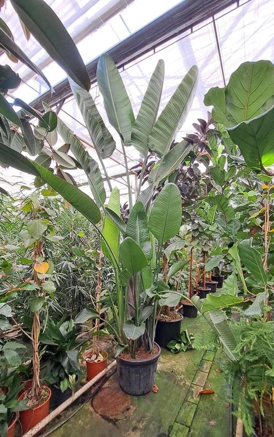 Горшечные цветы и растения оптом Strelitzia Nicolai Bush от 1шт из Голландии с доставкой по России