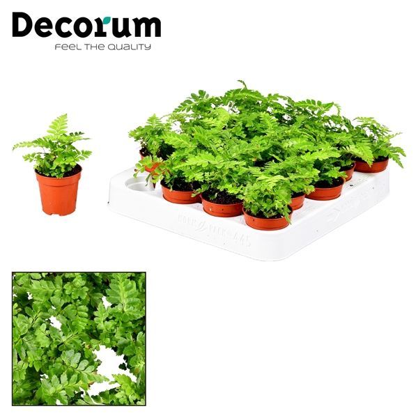 Горшечные цветы и растения оптом Rumohra Adiantiformis Variegata  (decorum) от 20шт из Голландии с доставкой по России