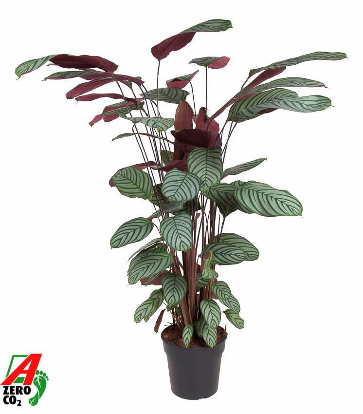 Горшечные цветы и растения оптом Calathea Oppenheimiana от 1шт из Голландии с доставкой по России