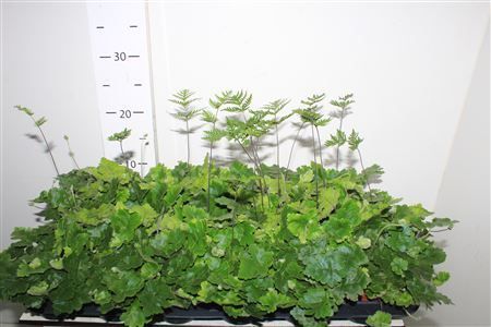 Горшечные цветы и растения оптом Doryopteris Cordata от 18шт из Голландии с доставкой по России