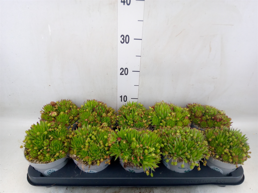 Горшечные цветы и растения оптом Sempervivum   ... от 10шт из Голландии с доставкой по России