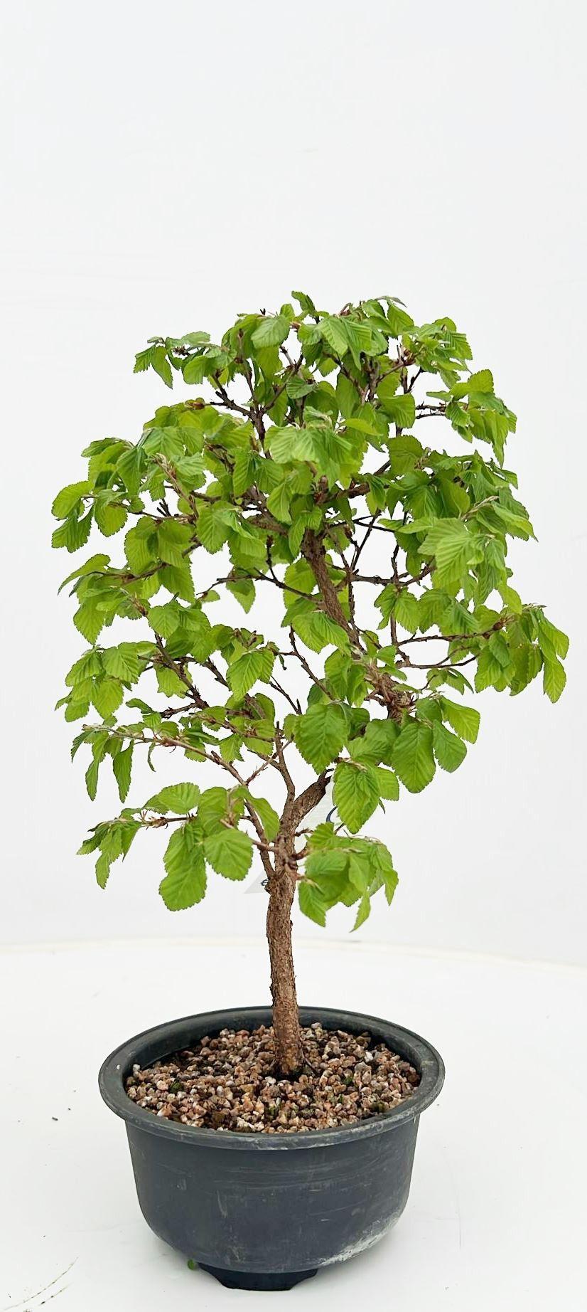 Горшечные цветы и растения оптом Carpinus Laxiflora, In 13 Cm Trainingspot. от 7шт из Голландии с доставкой по России