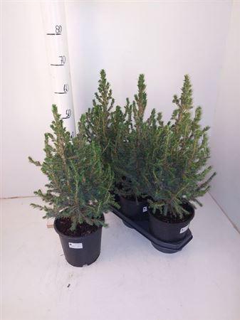 Горшечные цветы и растения оптом Picea Mag Christmas от 3шт из Голландии с доставкой по России