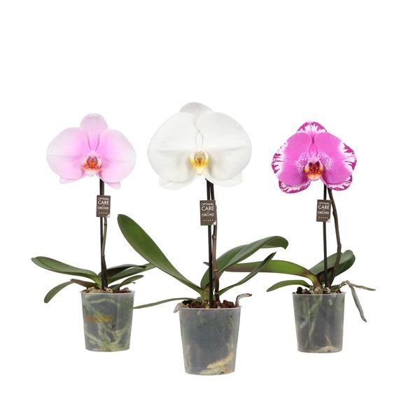 Горшечные цветы и растения оптом Phal 1st Singolo Mix 1+ (opti) от 12шт (для телеги) из Голландии с доставкой по России