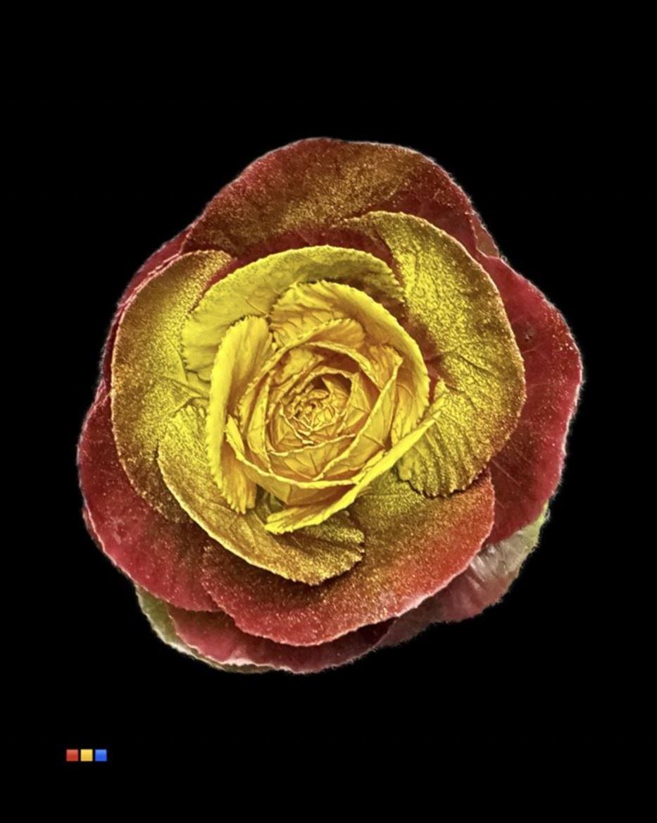 Срезанные цветы оптом Brassica paint bordeaux + yellow от 20шт из Голландии с доставкой по России Срезанные цветы оптом Brassica paint bordeaux + yellow от 20шт из Голландии с доставкой по России