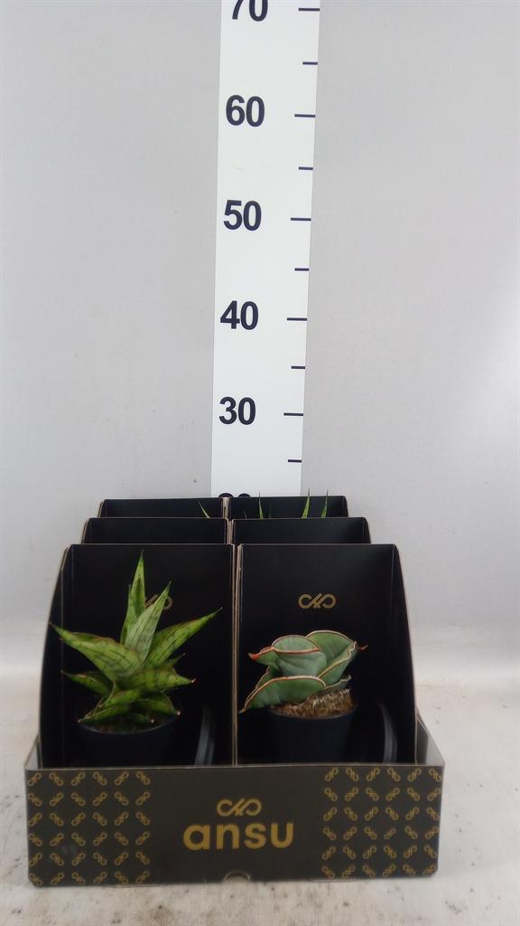 Горшечные цветы и растения оптом Sansevieria ... от 6шт (для телеги) из Голландии с доставкой по России
