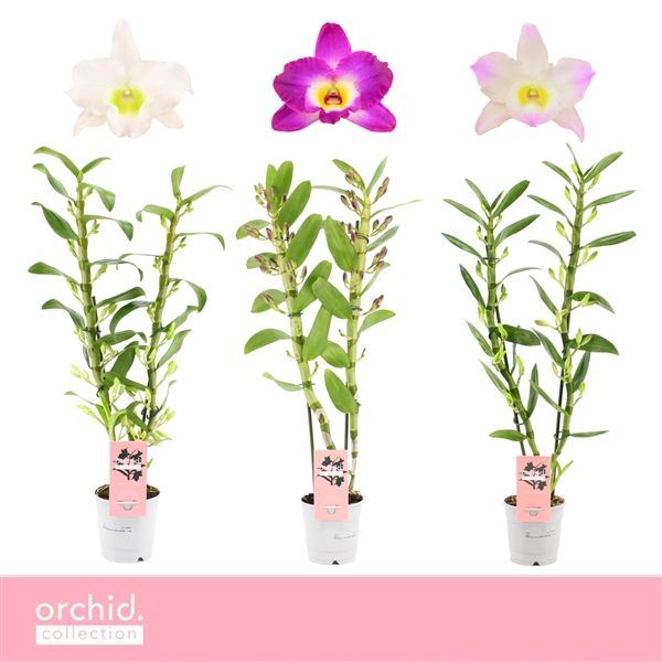 Горшечные цветы и растения оптом Den Nob 2st Mix Orchid Collection от 10шт из Голландии с доставкой по России