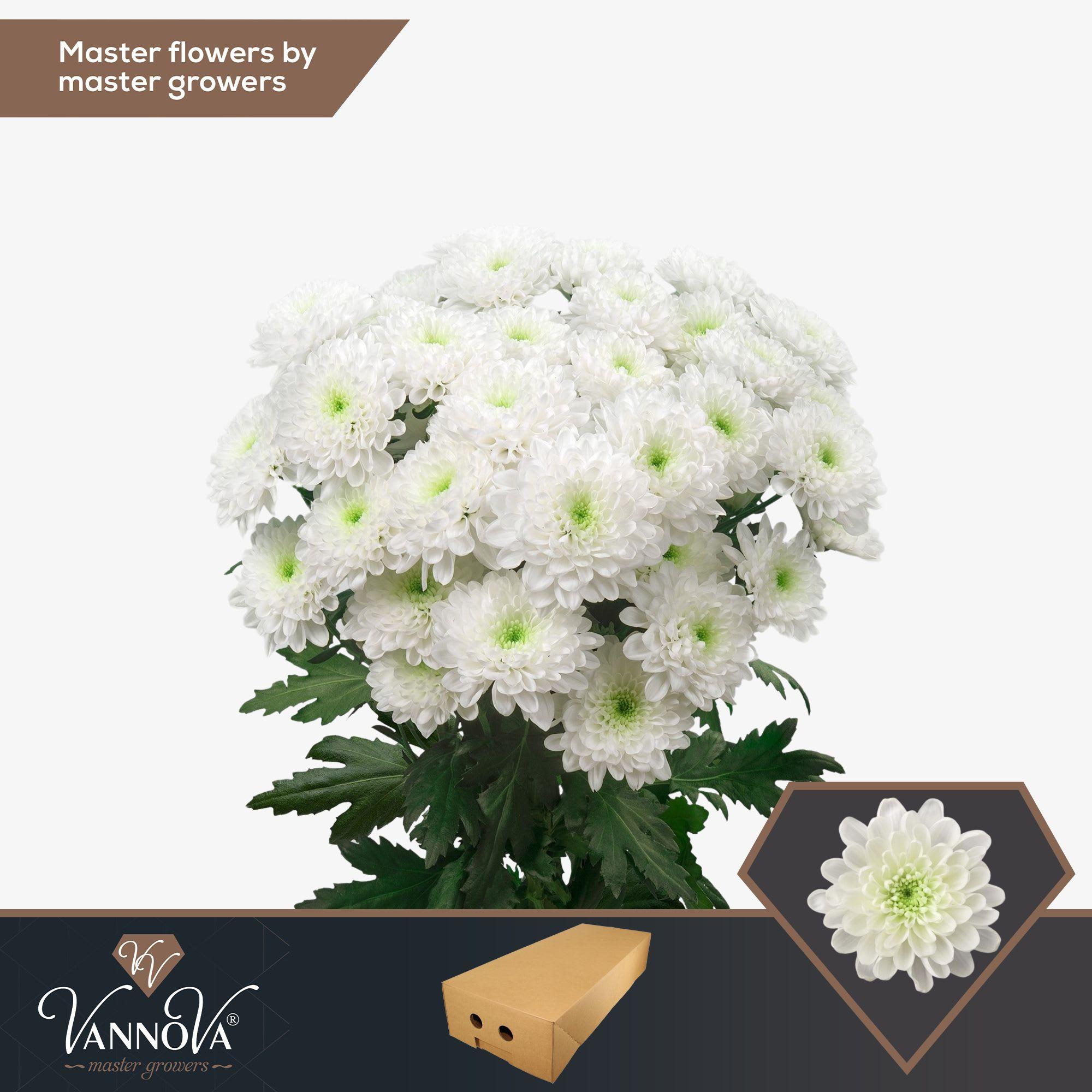 Срезанные цветы оптом Chrys sp altaj от 80шт.. из Голландии с доставкой по России