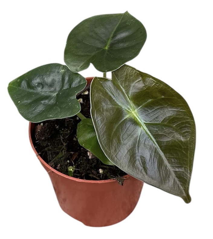 Горшечные цветы и растения оптом Alocasia Golden Bone от 1шт (для телеги) из Голландии с доставкой по России