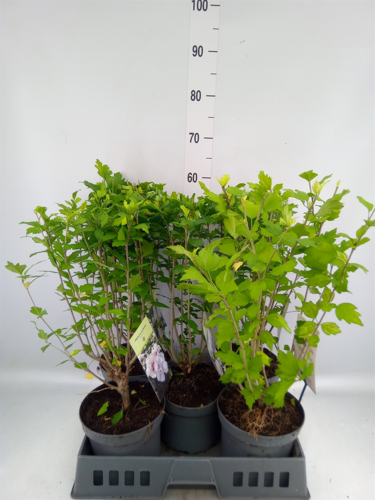 Горшечные цветы и растения оптом Hibiscus Syriacus от 5шт из Голландии с доставкой по России