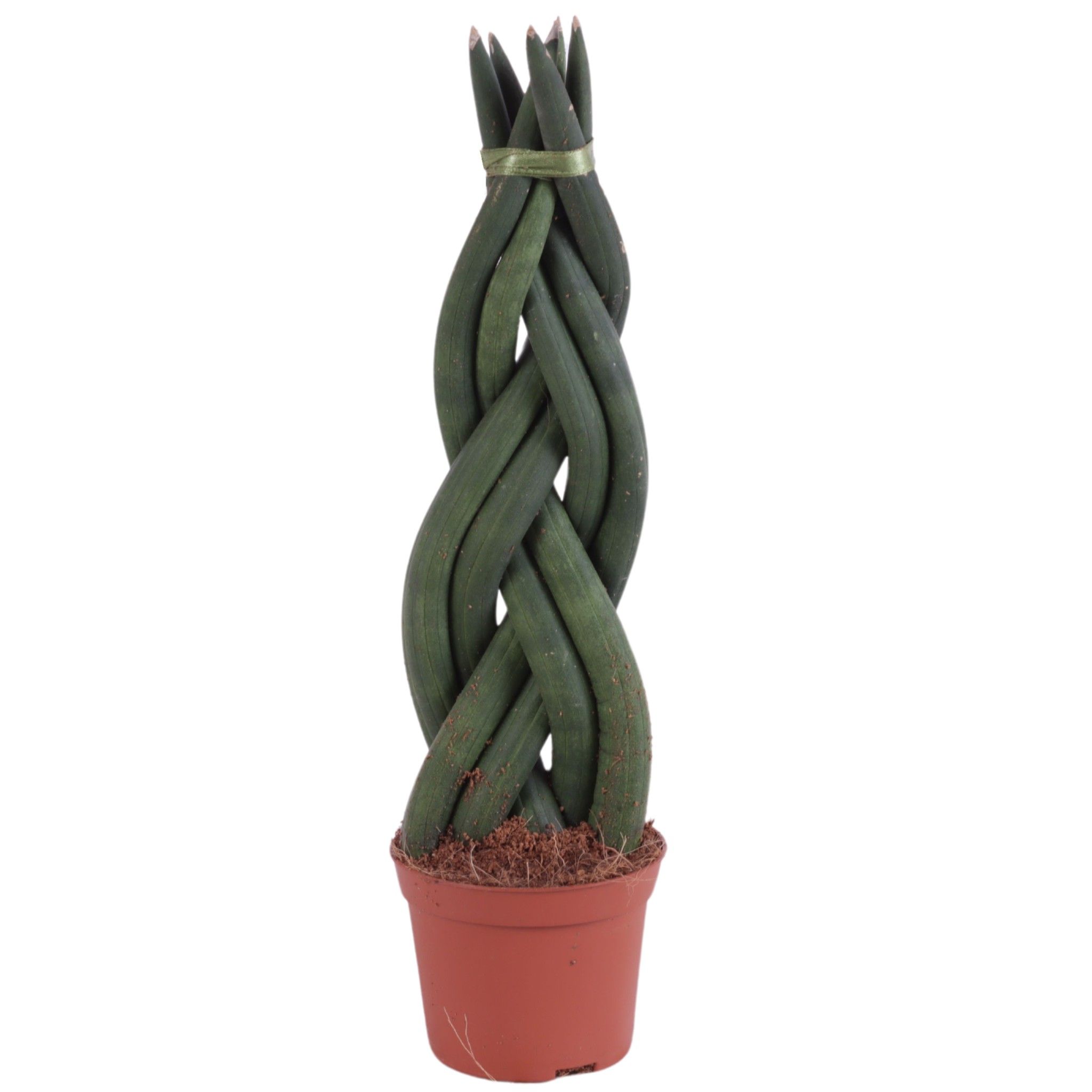 Горшечные цветы и растения оптом Sansevieria Cylindrica Twisted от 20шт (для телеги) из Голландии с доставкой по России