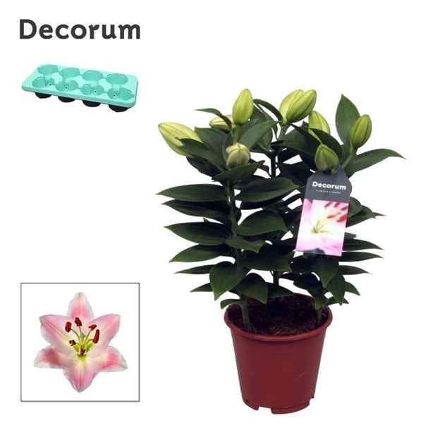 Горшечные цветы и растения оптом Lilium Or Rascal Souvenir 3pp (decorum) от 8шт из Голландии с доставкой по России