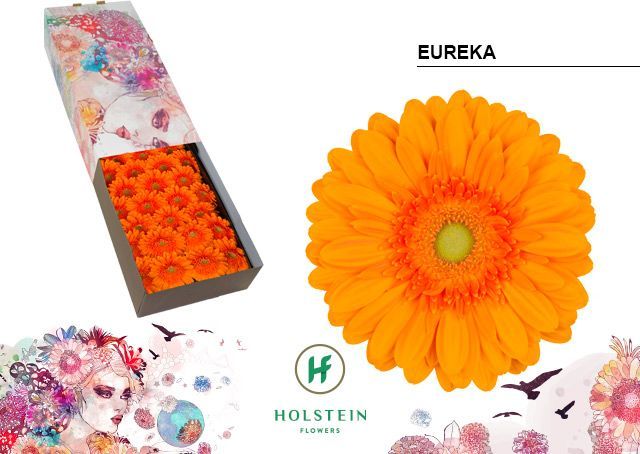 Срезанные цветы оптом Gerbera eureka от 50шт из Голландии с доставкой по России