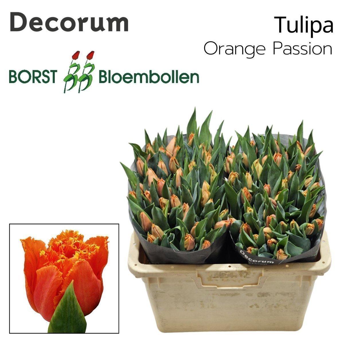 Срезанные цветы оптом Tulipa fr orange passion от 50шт из Голландии с доставкой по России