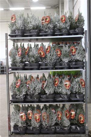 Горшечные цветы и растения оптом Picea Gl Perfecta Snow + Decoratie от 6шт из Голландии с доставкой по России