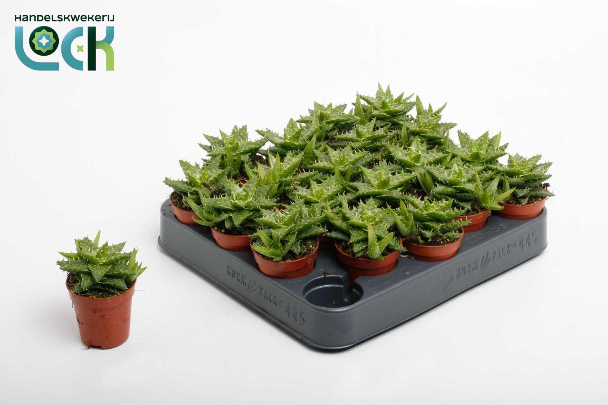 Горшечные цветы и растения оптом Aloe Squarrosa от 20шт (для телеги) из Голландии с доставкой по России