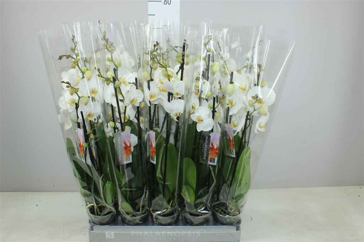 Горшечные цветы и растения оптом Phal Wit 3 Tak от 10шт из Голландии с доставкой по России