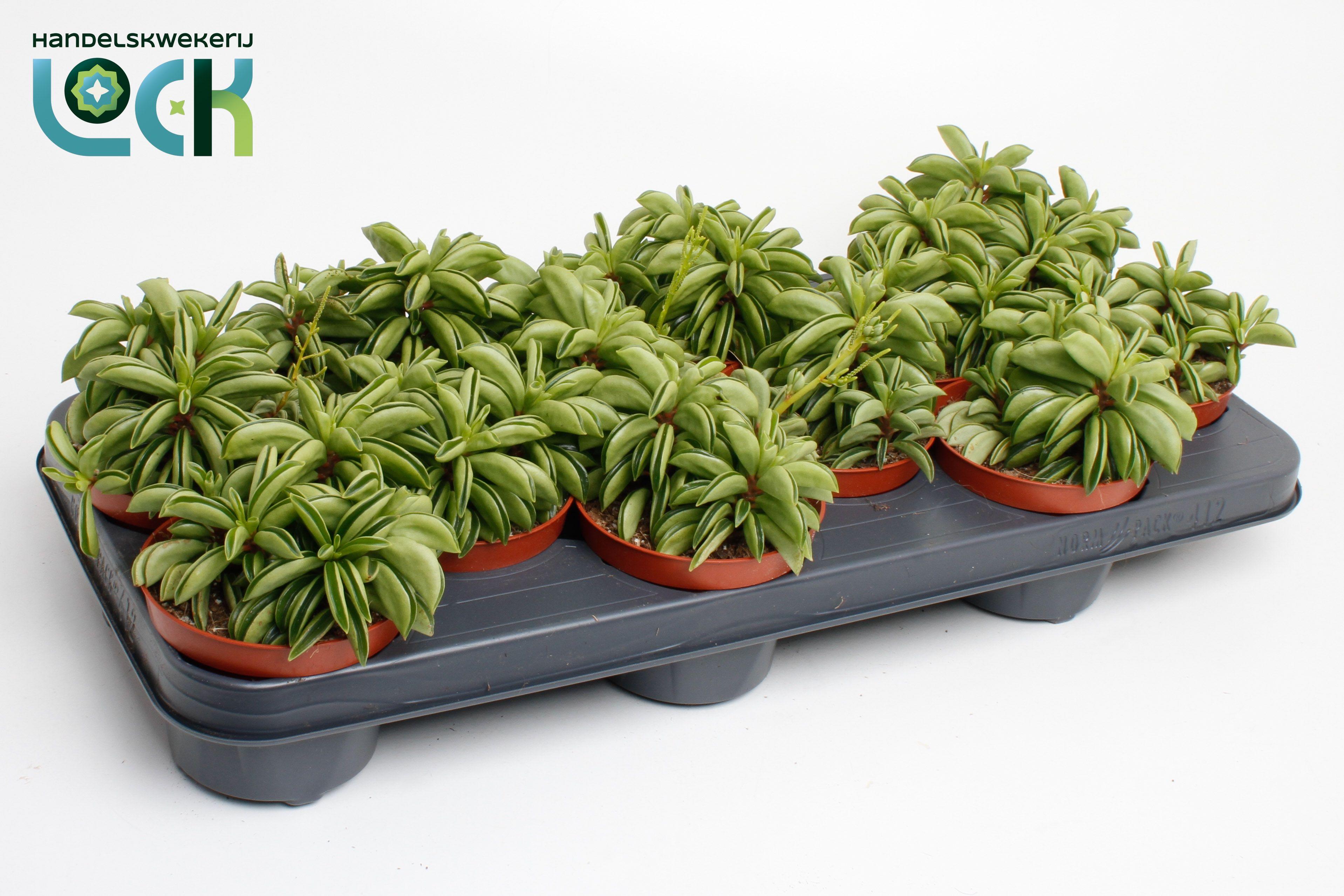 Горшечные цветы и растения оптом Peperomia Happy Bean от 9шт из Голландии с доставкой по России