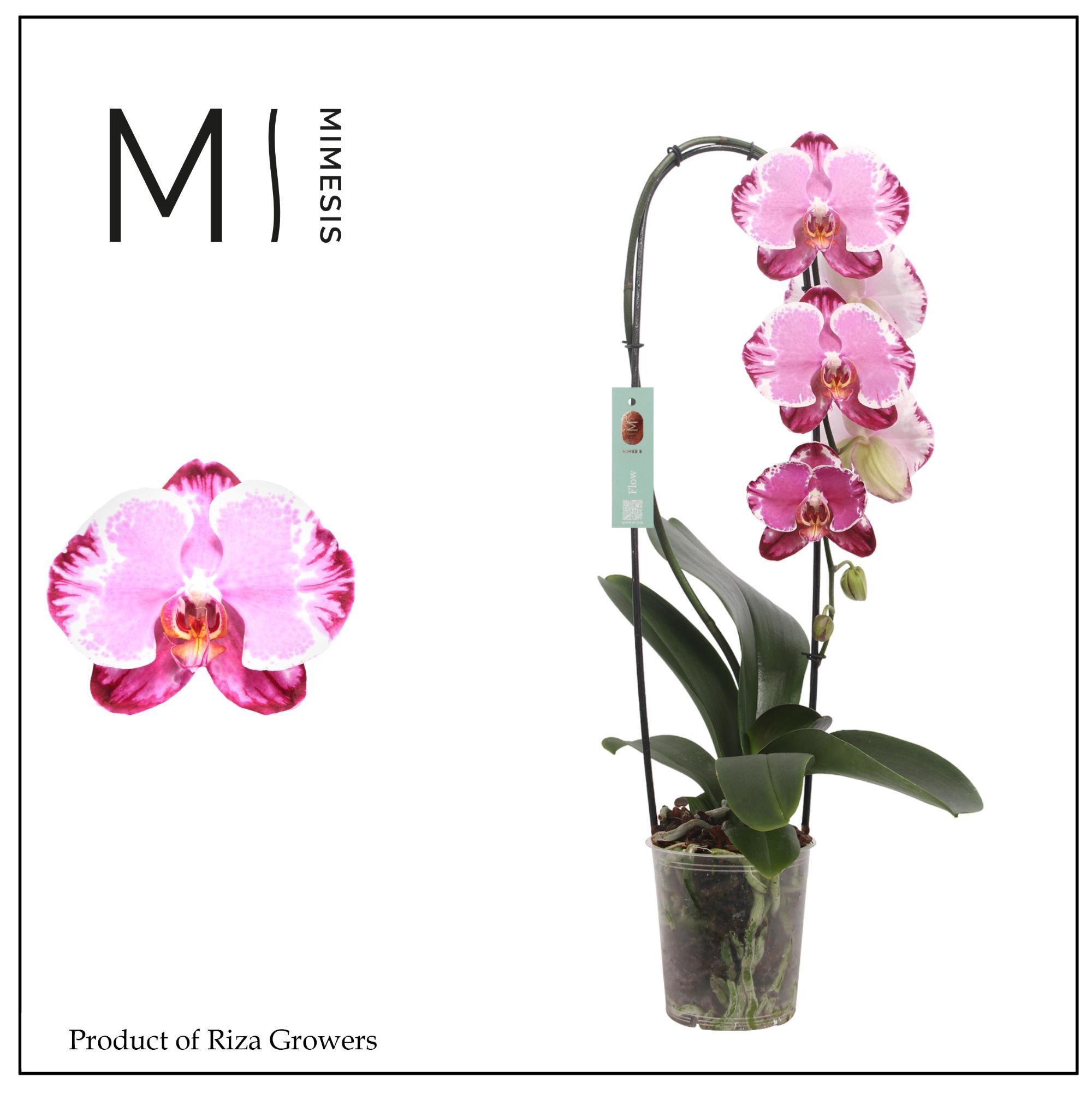 Горшечные цветы и растения оптом Phalaenopsis Flow Sacrifice 1 Spike - 12cm | Mimes от 8шт из Голландии с доставкой по России