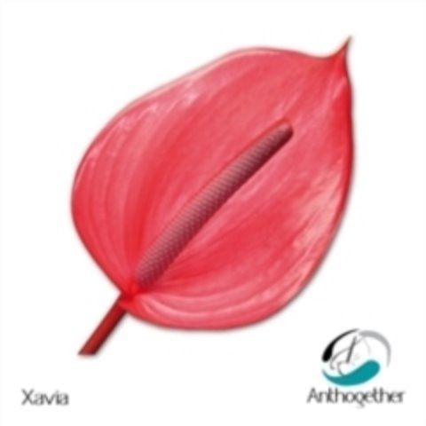 Срезанные цветы оптом Anthurium xavia от 10шт из Голландии с доставкой по России