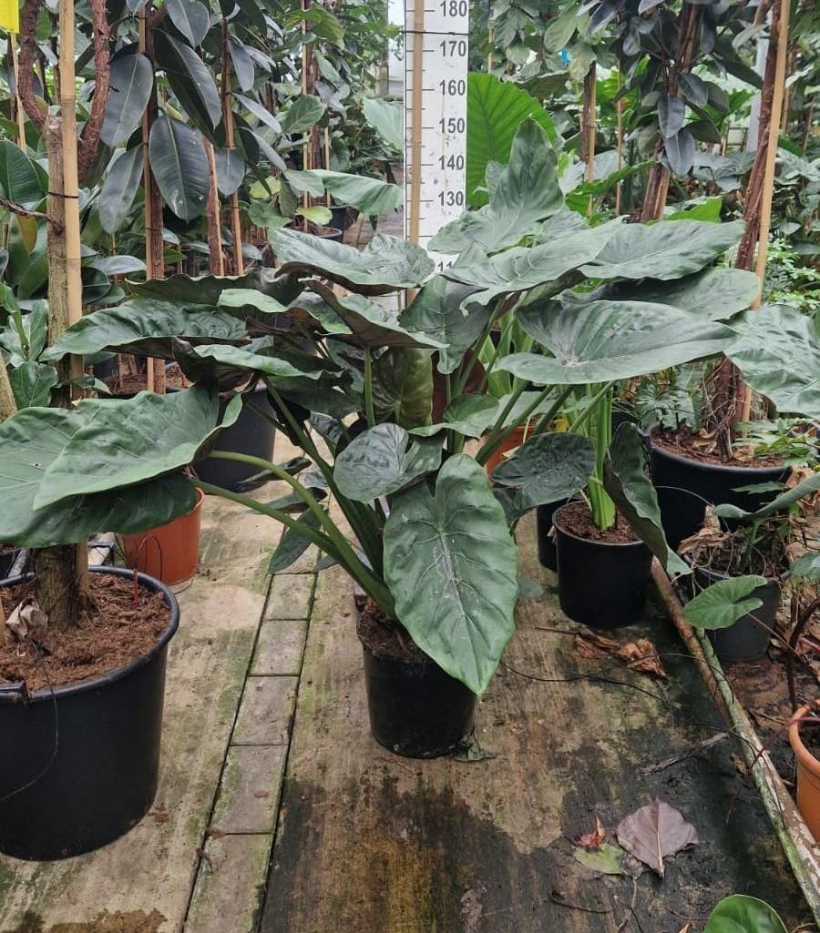 Горшечные цветы и растения оптом Alocasia Wentii Bush от 1шт (для телеги) из Голландии с доставкой по России