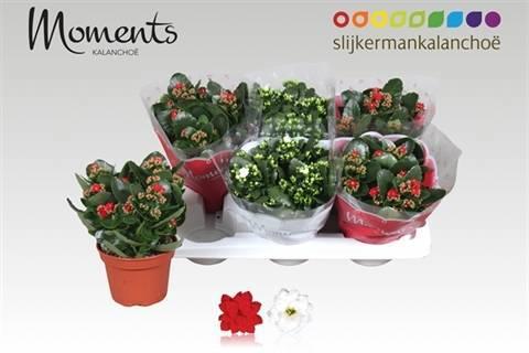 Горшечные цветы и растения оптом Kal Ge Gem 2 Kl от 6шт из Голландии с доставкой по России