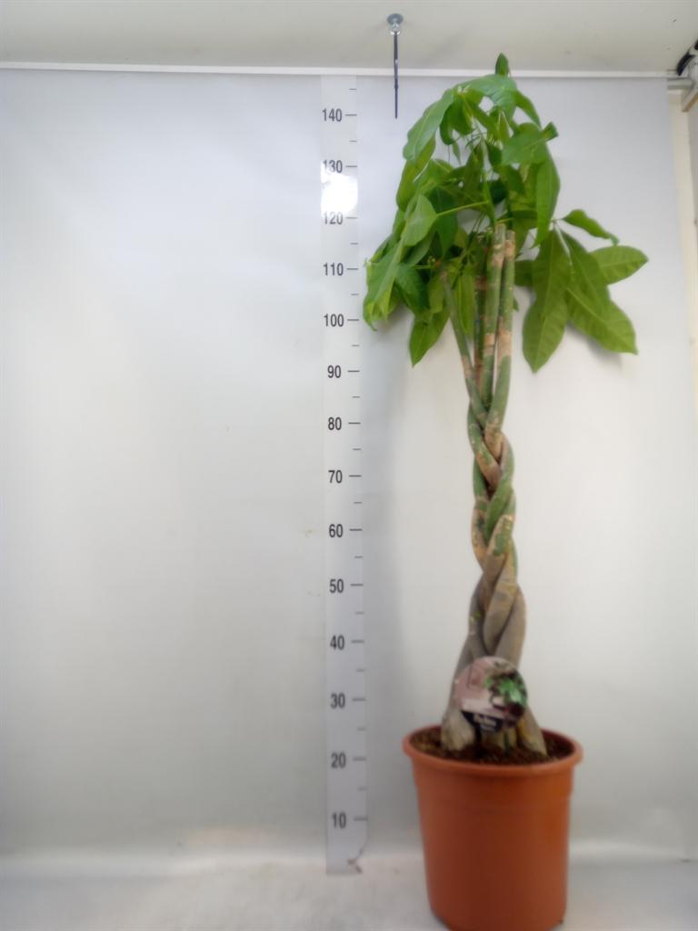 Горшечные цветы и растения оптом Pachira Aquatica Twisted Stem от 1шт из Голландии с доставкой по России