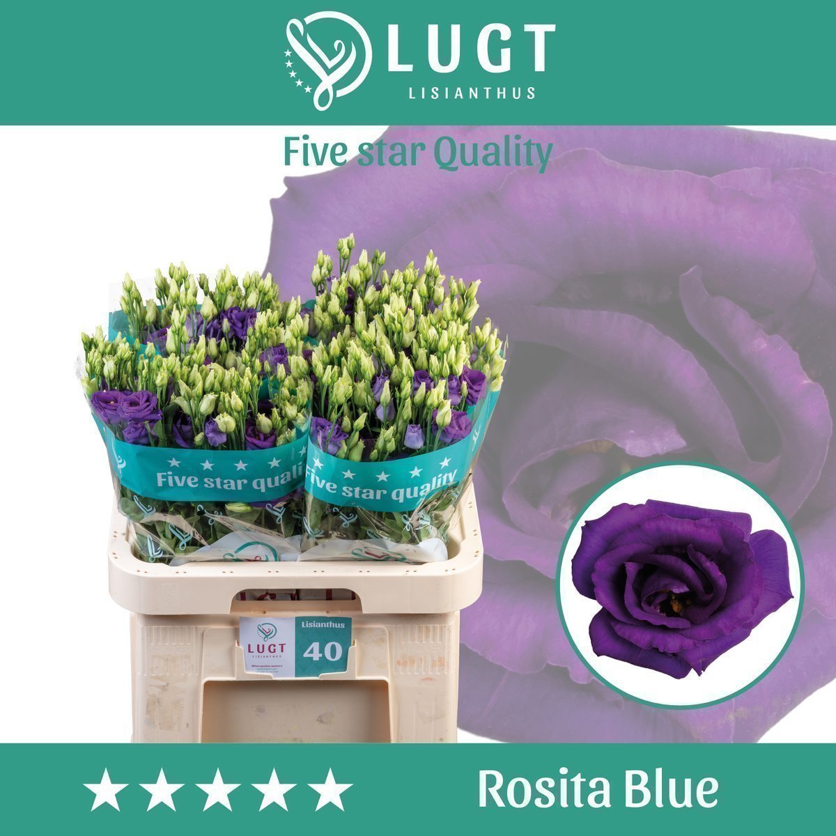Срезанные цветы оптом Lisianthus do rosita blue от 40шт... из Голландии с доставкой по России