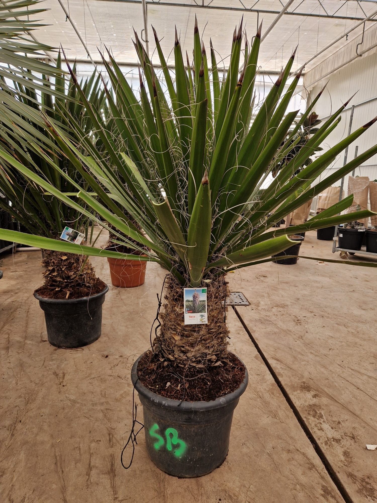 Горшечные цветы и растения оптом Yucca Gloriosa от 1шт из Голландии с доставкой по России