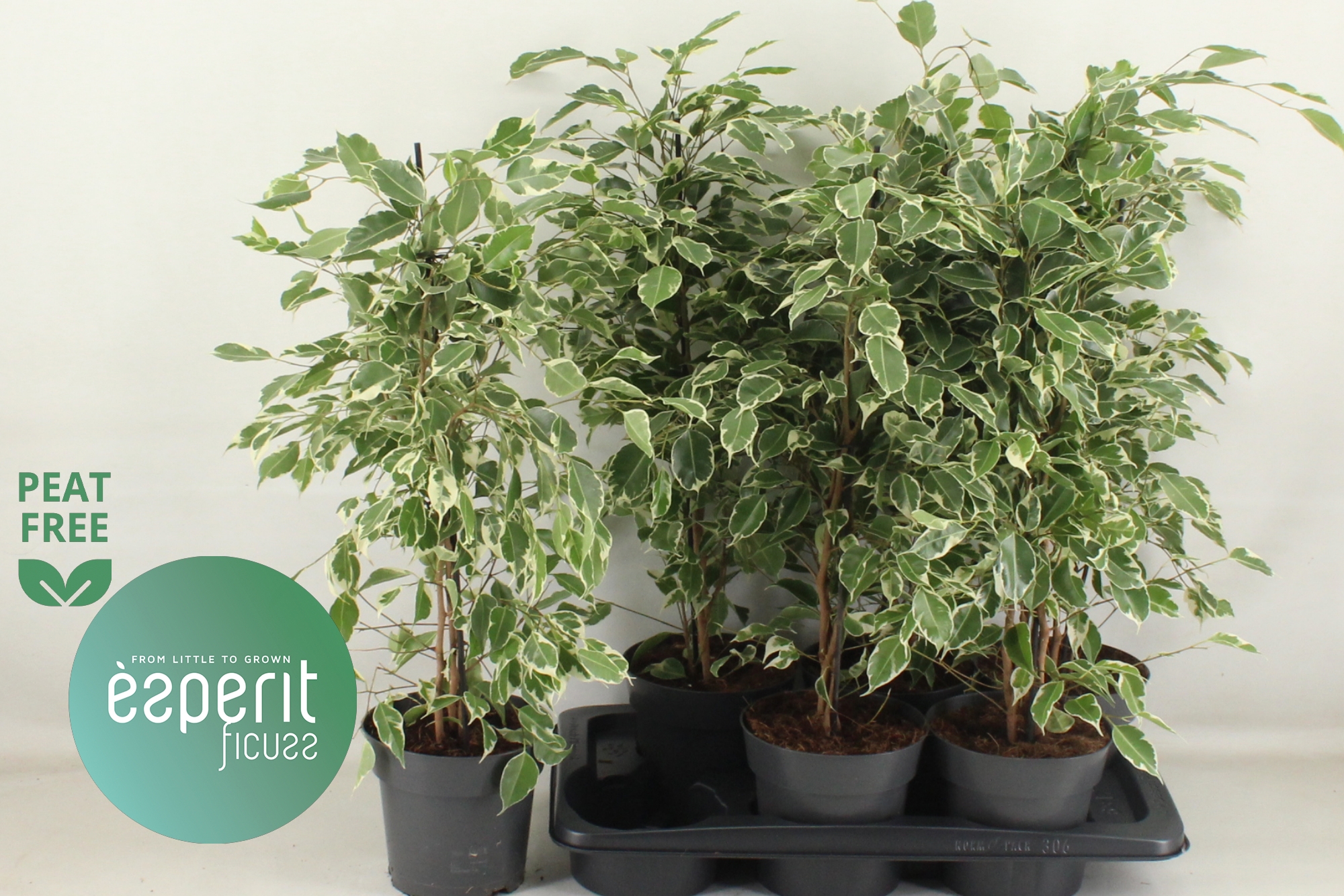 Горшечные цветы и растения оптом Fic Be Twilight от 6шт из Голландии с доставкой по России