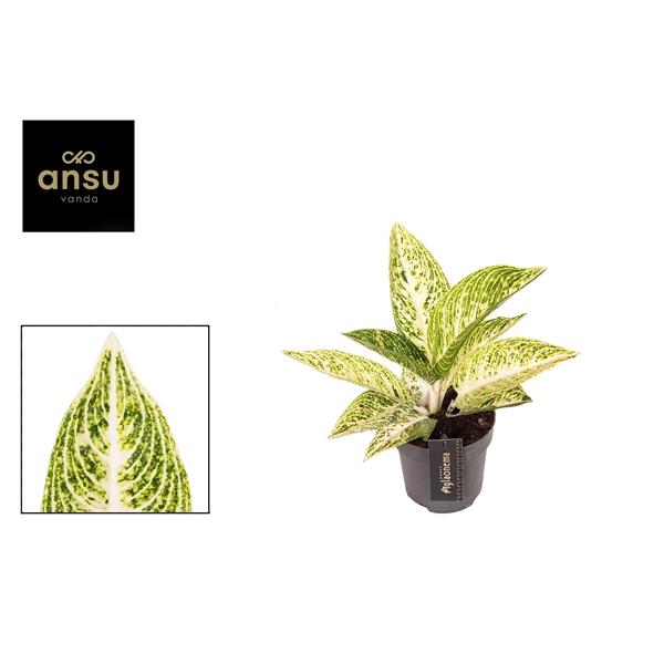 Горшечные цветы и растения оптом Aglaonema Polar Springtime от 6шт из Голландии с доставкой по России