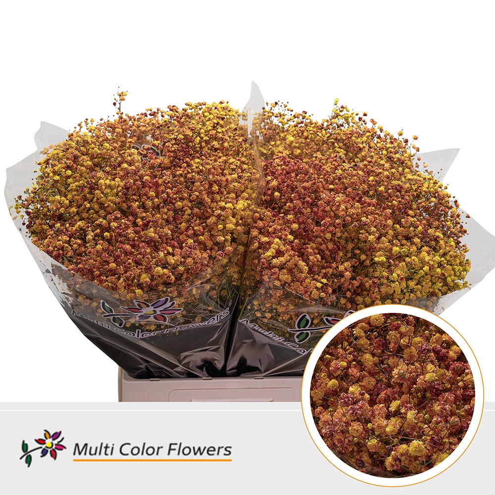 Срезанные цветы оптом Gyps xlence paint autumn от 100шт. из Голландии с доставкой по России