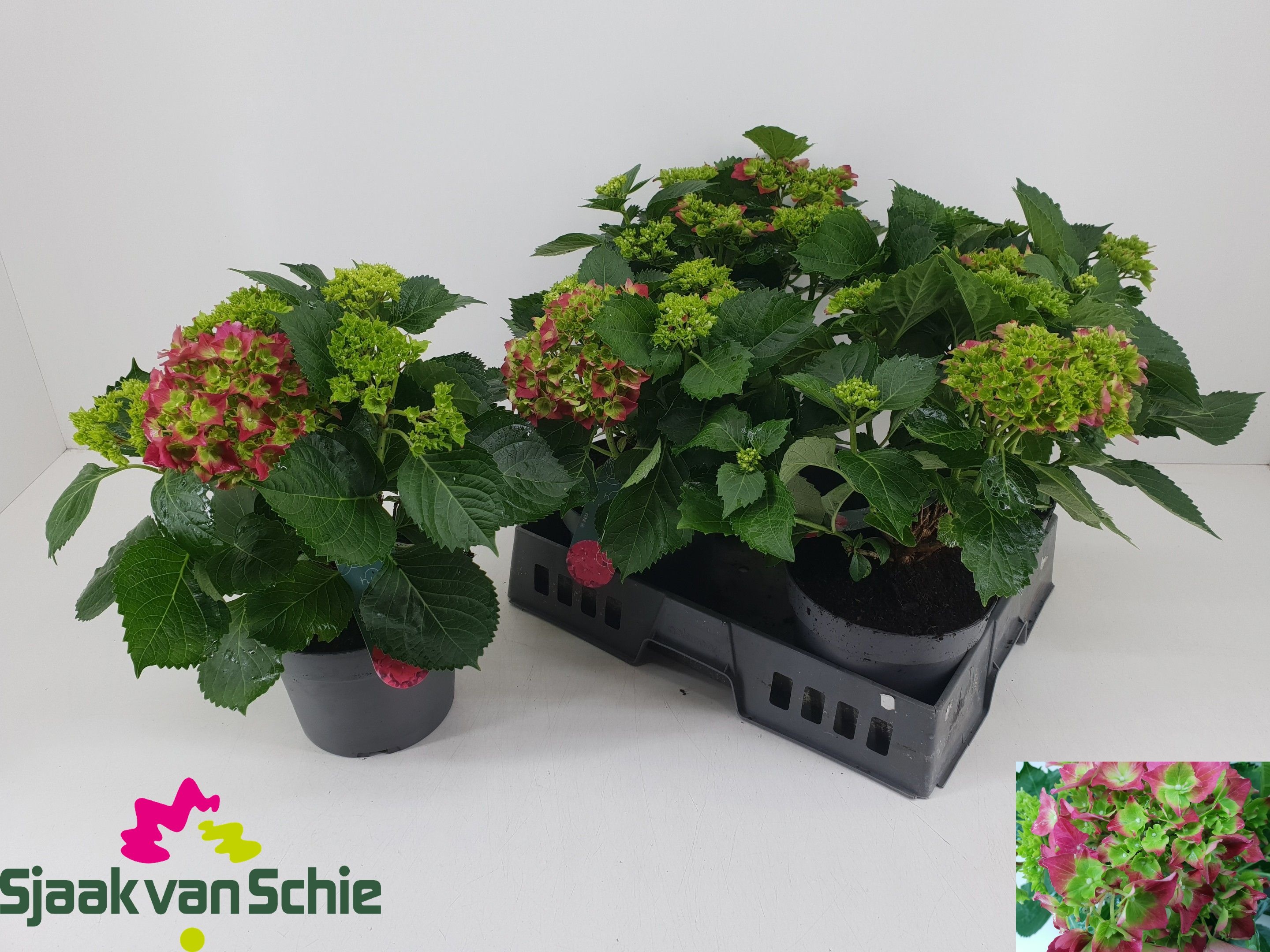 Горшечные цветы и растения оптом Hydr M Hi Fire от 5шт из Голландии с доставкой по России