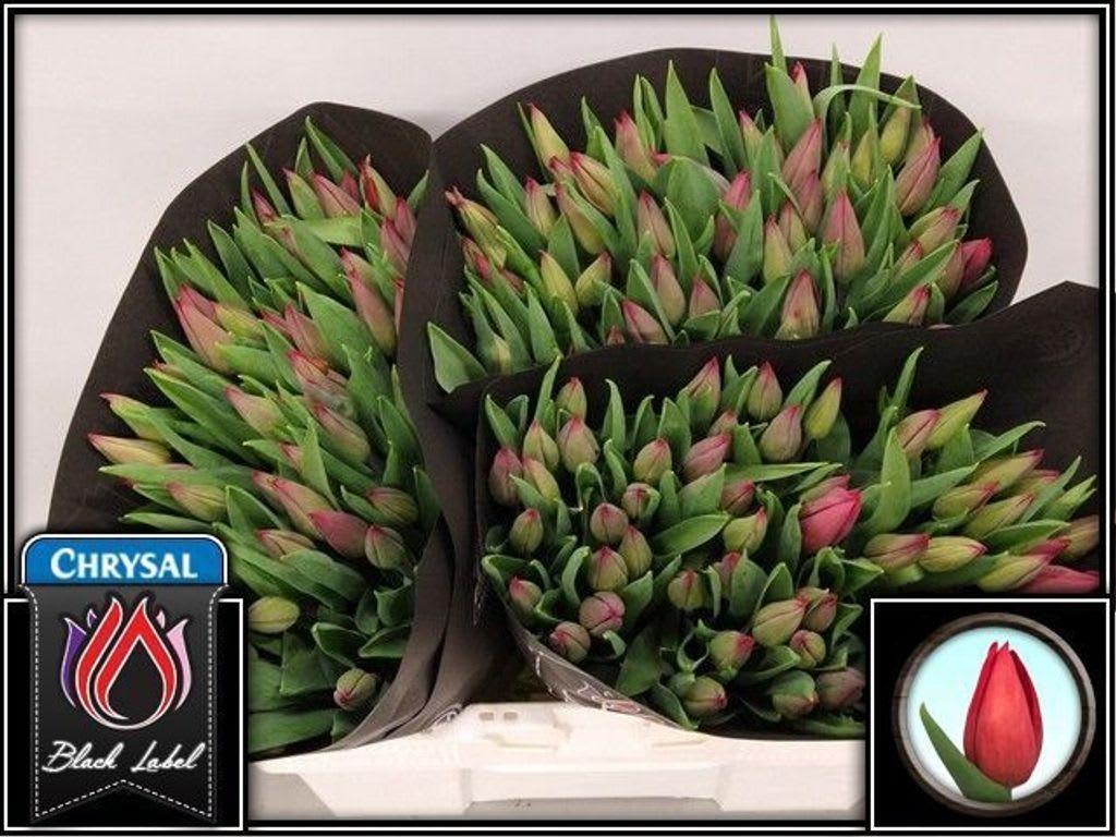 Срезанные цветы оптом Tulipa si strong love от 150шт из Голландии с доставкой по России