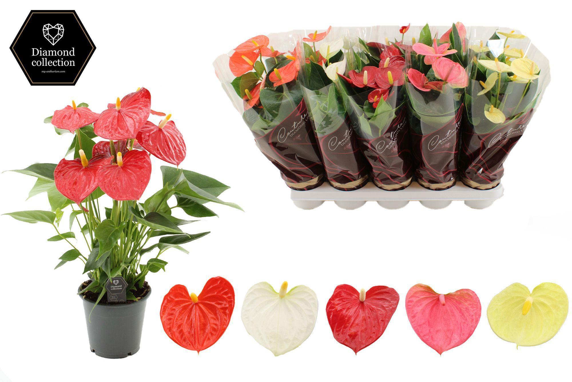 Горшечные цветы и растения оптом Anth An Mix 5 Color Mix 5+ In Couture Diamond Sle от 10шт из Голландии с доставкой по России