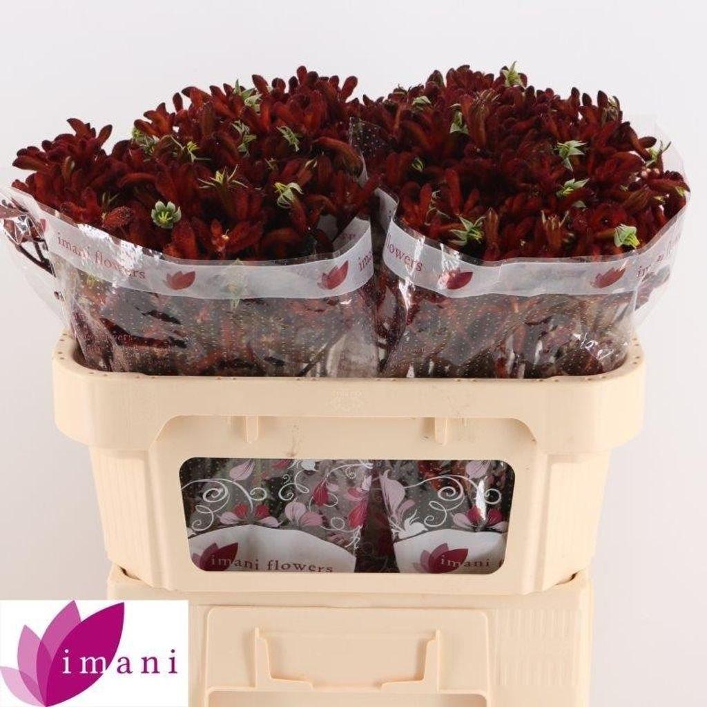 Срезанные цветы оптом Anigozanthos early spring от 80шт из Голландии с доставкой по России