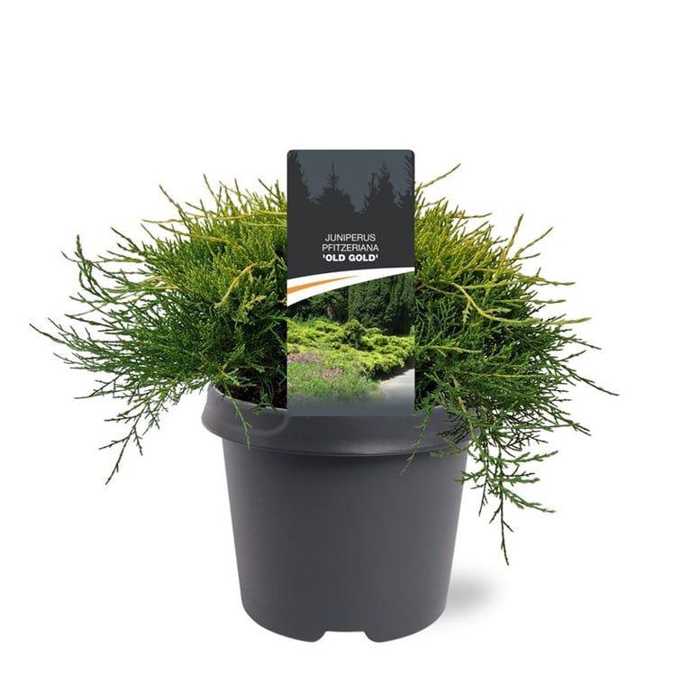 Горшечные цветы и растения оптом Juniperus Pfit Old Gold от 1шт из Голландии с доставкой по России