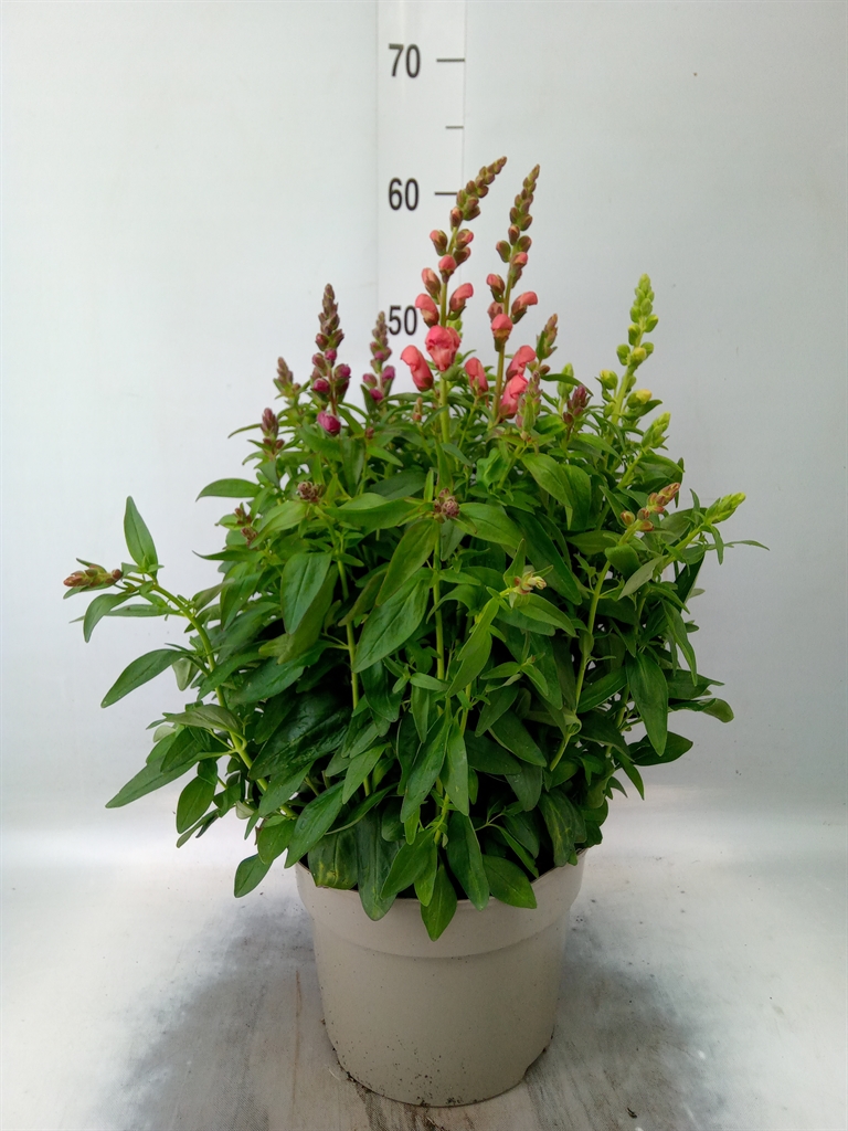 Горшечные цветы и растения оптом Antirrhinum Majus   ...mix от 1шт из Голландии с доставкой по России