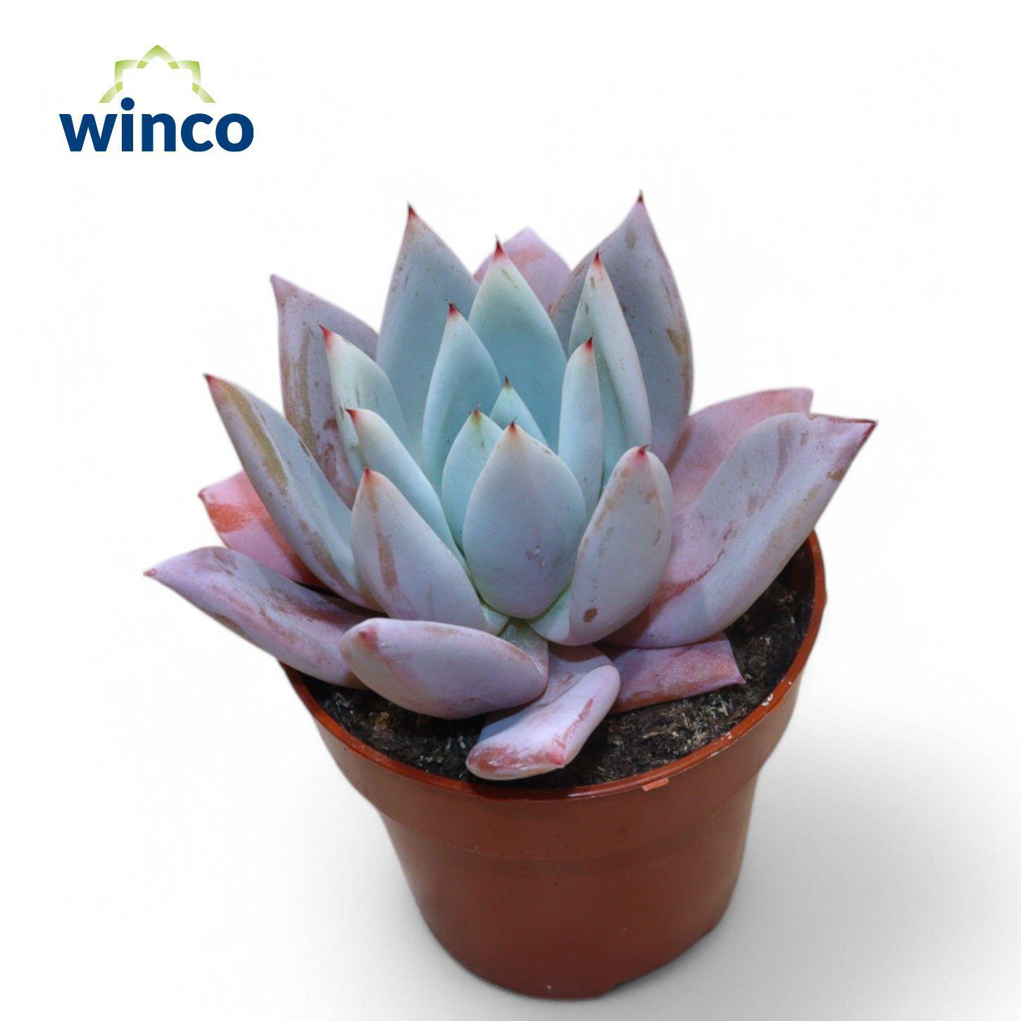 Горшечные цветы и растения оптом Echeveria Mexican Giant от 18шт (для телеги) из Голландии с доставкой по России