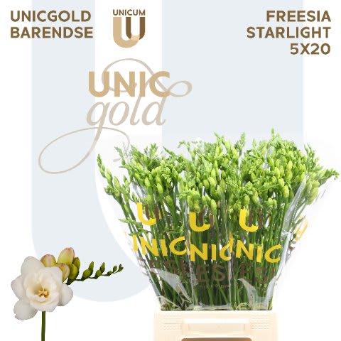 Срезанные цветы оптом Freesia do starlight от 100шт из Голландии с доставкой по России