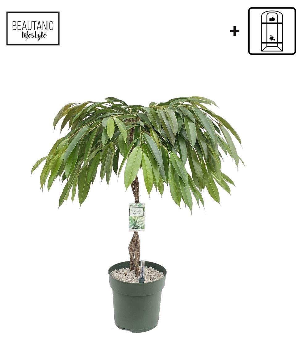 Горшечные цветы и растения оптом Ficus Bin Malaika Twisted Stem от 1шт из Голландии с доставкой по России