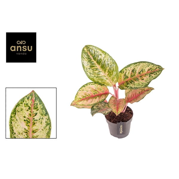 Горшечные цветы и растения оптом Aglaonema Carnival Queen от 6шт из Голландии с доставкой по России