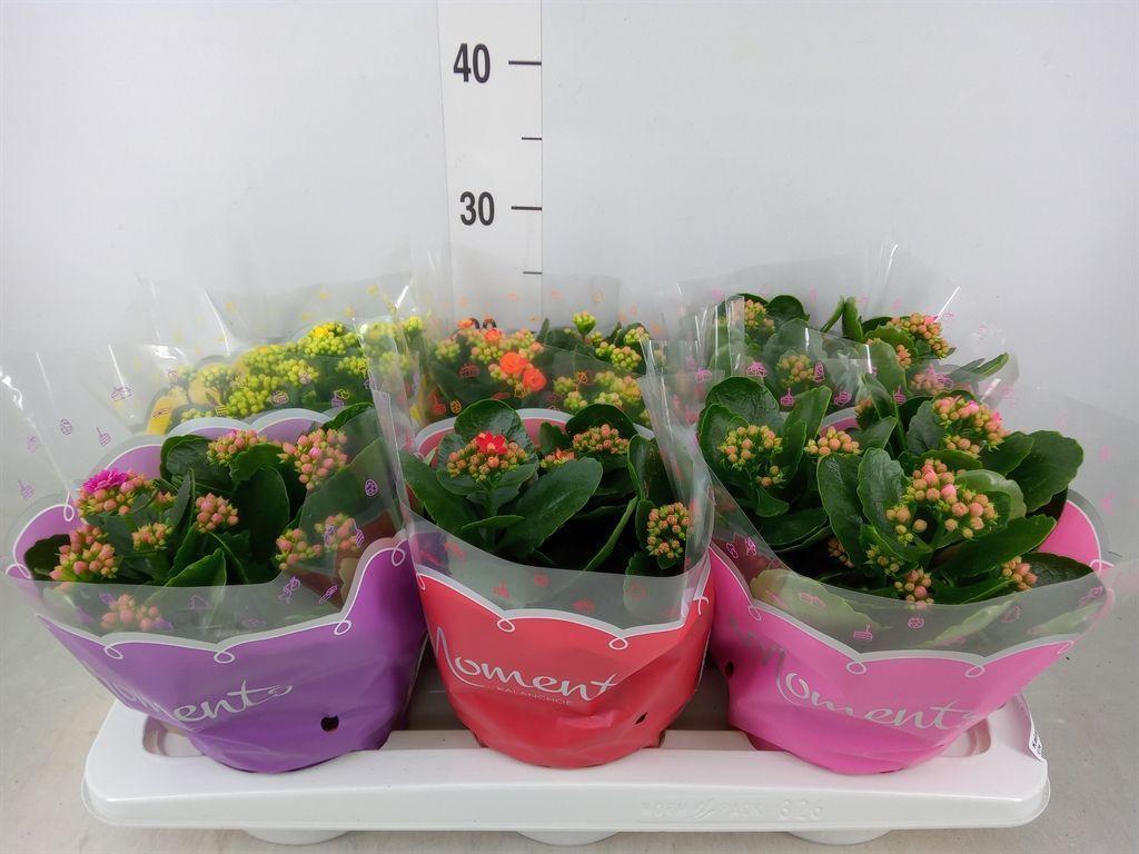 Горшечные цветы и растения оптом Kalanchoe Blos.   ..rosebud Mix  5 от 6шт из Голландии с доставкой по России