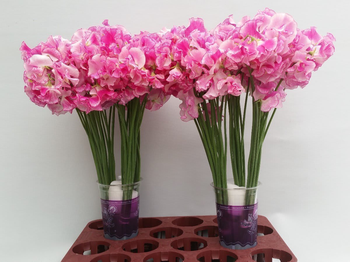 Срезанные цветы оптом Lathyrus wedding rose от 100шт из Голландии с доставкой по России
