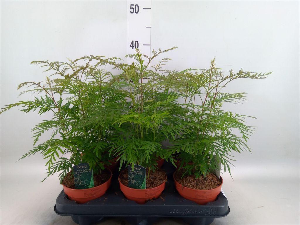 Горшечные цветы и растения оптом Grevillea Robusta от 6шт из Голландии с доставкой по России