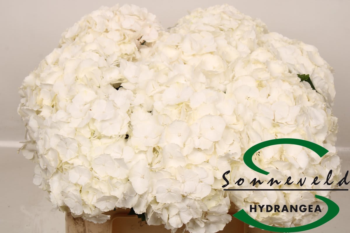 Срезанные цветы оптом Hydrangea white verena от 10шт из Голландии с доставкой по России