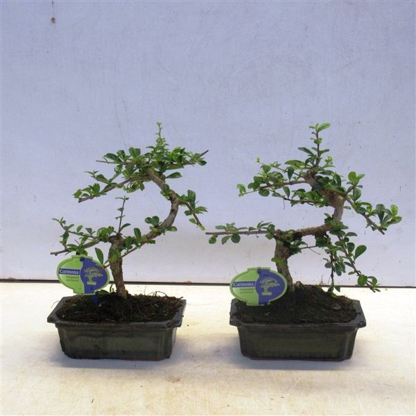 Горшечные цветы и растения оптом Bonsai Carmona Macrophylla, 20cm., Shape, Without от 6шт из Голландии с доставкой по России